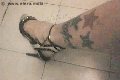 Foto Incontro Transescort Napoli Suzana Pantera - 64